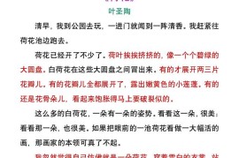 小学生暑假每日晨读美文：叶圣陶《荷花》-小升初语文